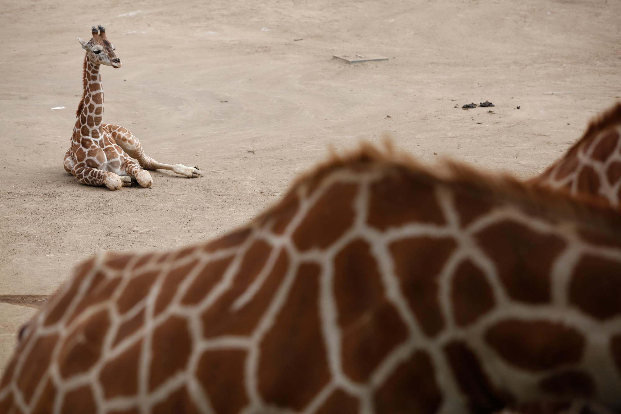 En esta imagen, tomada el 29 de diciembre de 2019, una cría de jirafa de dos meses descansa en el zoo Chapultepec, en la Ciudad de México.  La institución celebró el nacimiento de su segunda jirafa en 2019, que ya tiene la altura de un humano adulto. La cría, que es una hembra, fue presentada luego de la obligada cuarentena tras su nacimiento el 23 de octubre. Su nombre se decidirá en una votación popular. (AP Foto/Ginnette Riquelme)