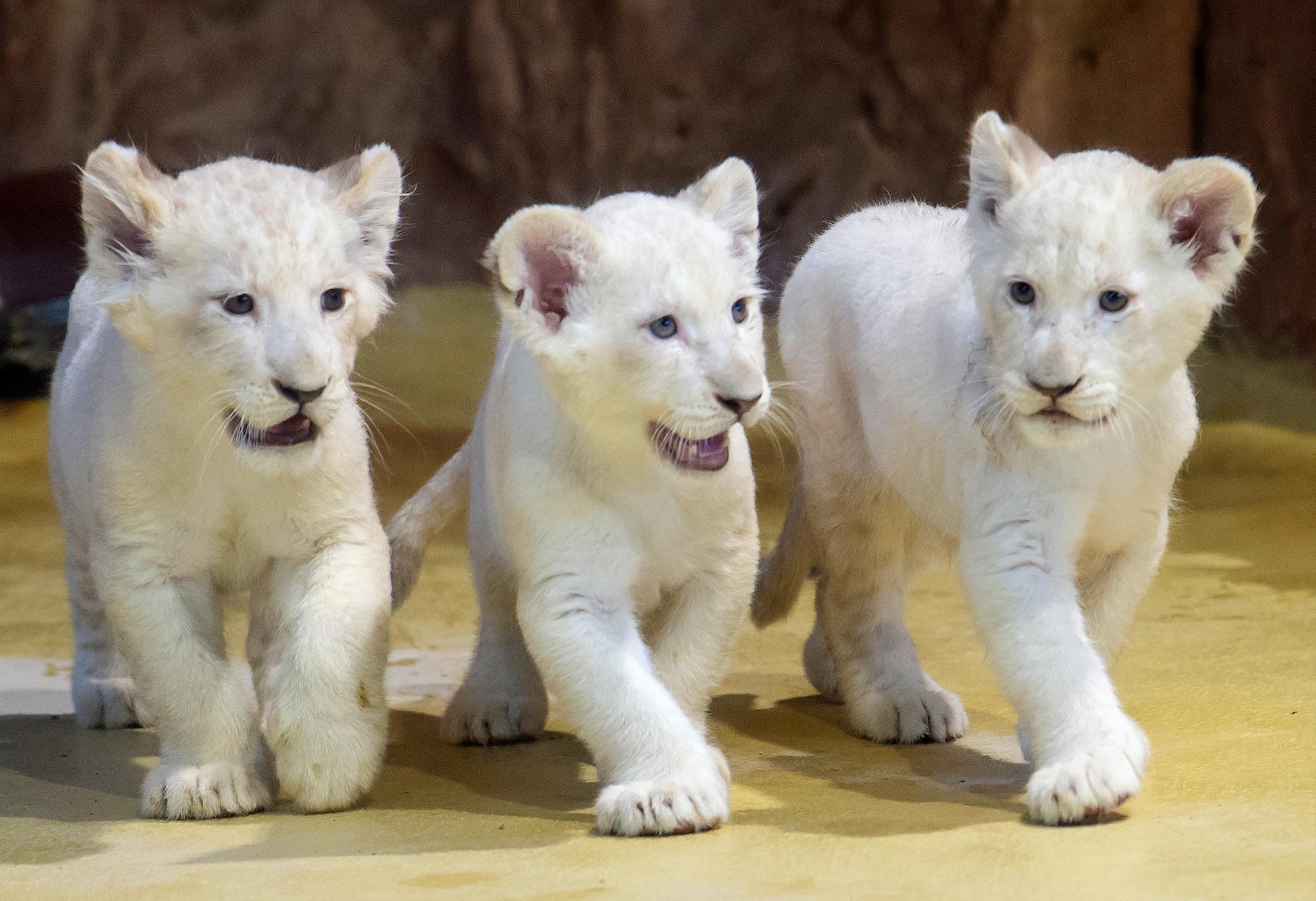 Presentan tres cachorros de león blanco que nacieron en un zoológico de  Alemania - Diario Libre