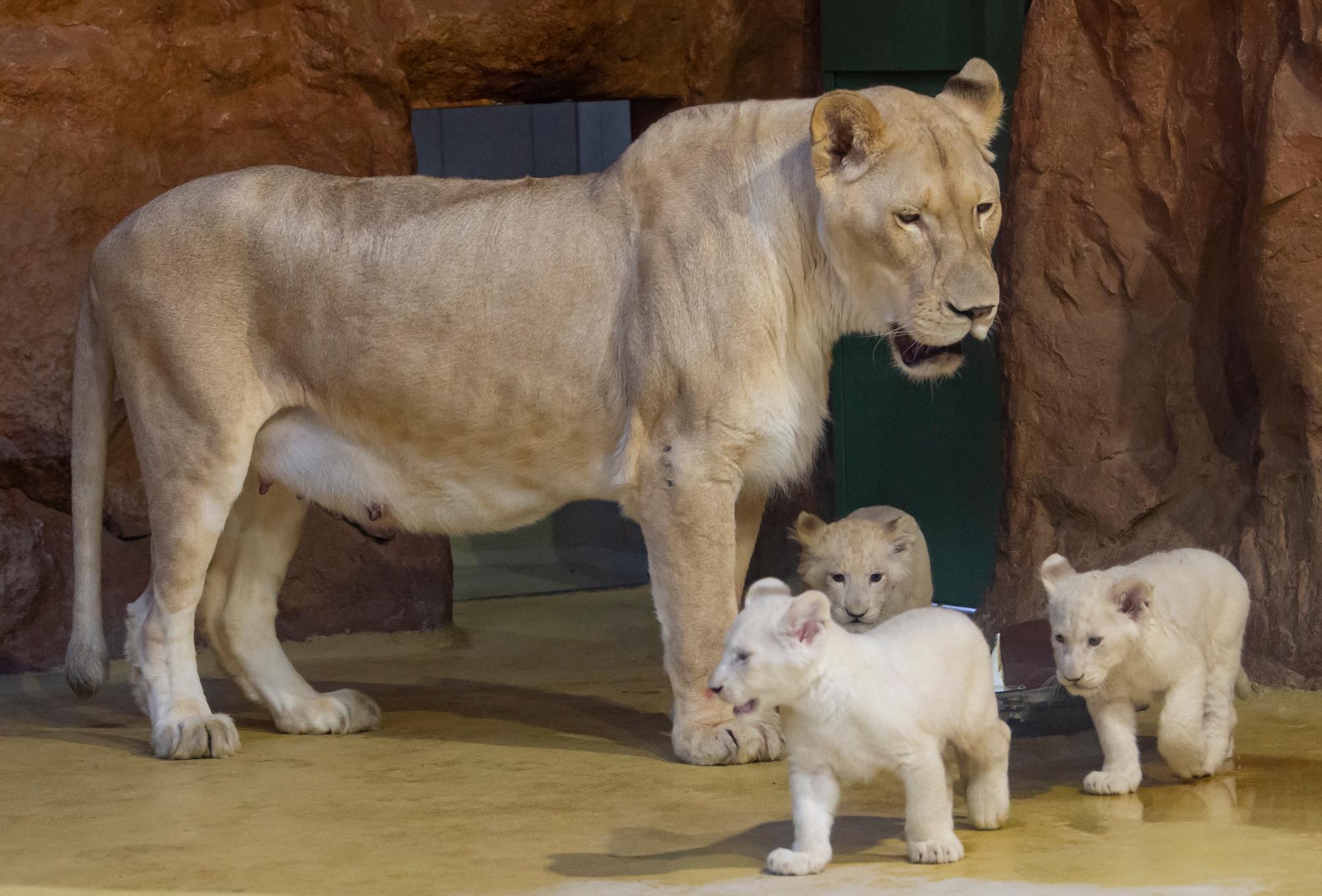 La madre de los leones Kiara se encuentra junto a sus tres cachorros de león blanco, un macho y dos hembras, en su recinto en el zoológico de Magdeburgo, Alemania, el miércoles 15 de enero de 2020. Los leones jóvenes, que son raros en la naturaleza, nacieron el 11 de noviembre de 2019