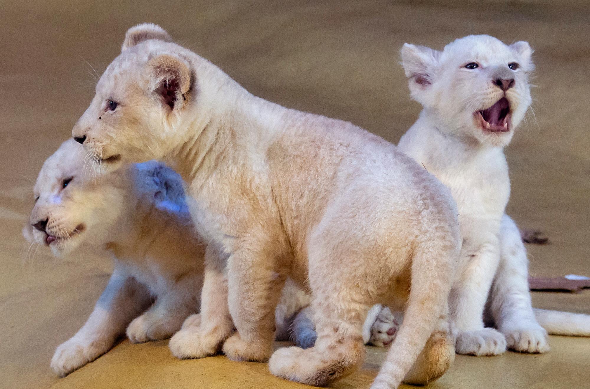 Tres raros cachorros de león blanco, un macho y dos hembras, exploran su recinto en el zoológico de Magdeburgo, Alemania, el miércoles 15 de enero de 2020. Los leones jóvenes, que son raros en la naturaleza, nacieron el 11 de noviembre de 2019. 