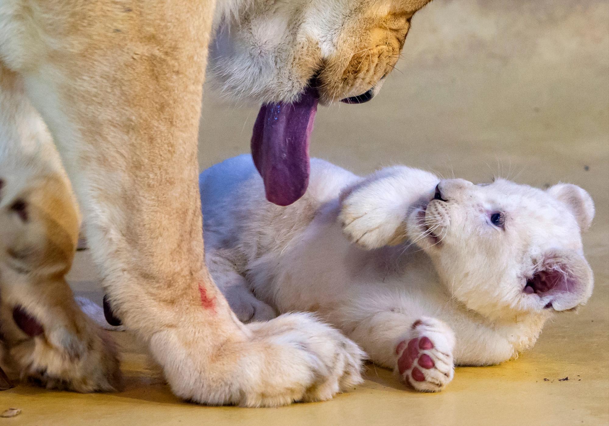 La madre león Kiara juega con uno de sus tres cachorros de león blanco en su recinto en el zoológico de Magdeburgo, Alemania, el miércoles 15 de enero de 2020. Los guardianes pesaron a los cachorros de león y realizaron controles de salud. Los leones jóvenes, que son raros en la naturaleza, nacieron el 11 de noviembre de 2019