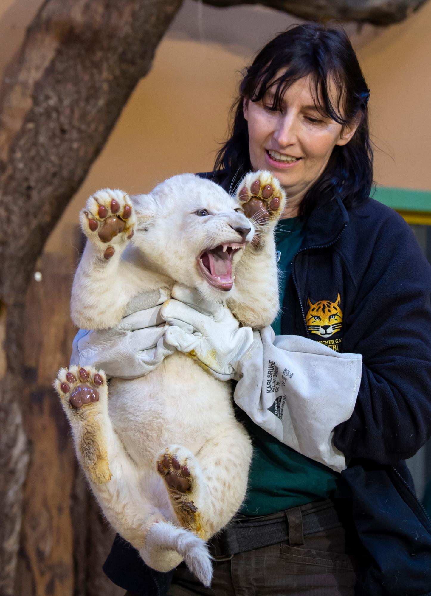 La cuidadora del zoológico Susann Paelecke tiene uno de los tres cachorros de león blanco en el zoológico de Magdeburg, Alemania, el miércoles 15 de enero de 2020. Los cuidadores pesaron a los animales y realizaron controles de salud en los gatos, que son raros en la naturaleza. Los jóvenes leones nacieron el 11 de noviembre de 2019. 