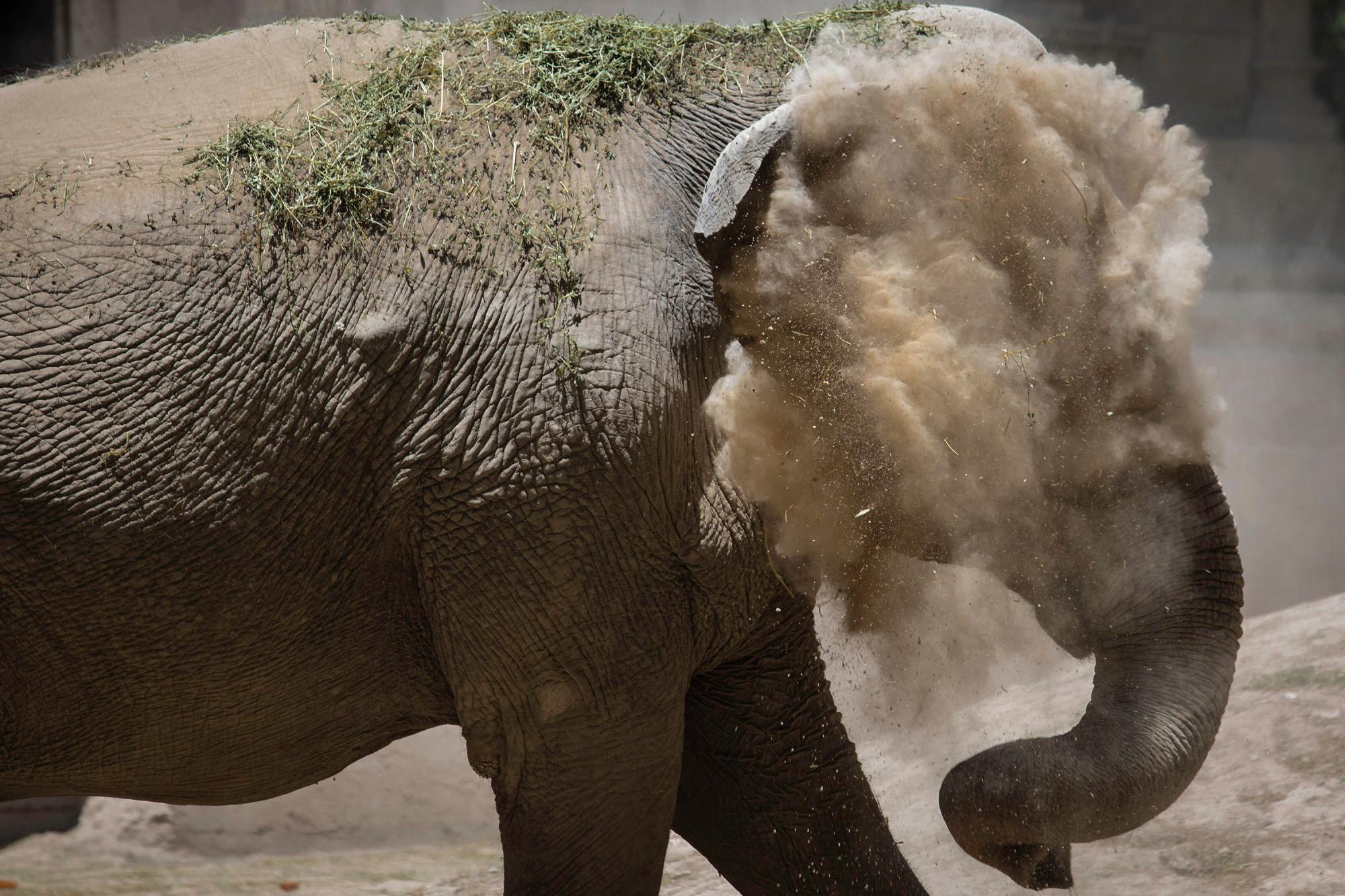 En esta imagen, publicada esta semana pero tomada el 13 de enero de 2020,  Mara, una ejemplar de elefante asiático, se arroja polvo al rostro en el antiguo zoo conocido como Ecopark, en Buenos Aires, Argentina. Mara dejará el recinto y será trasladada a un santuario de elefantes en Brasil, pero antes de su viaje al país vecino, que se espera para el mes de marzo, la elefanta, de 55 años, se está entrenando para prepararse para su confinamiento durante el viaje de 2.500 kilómetros por carretera, que durará entre dos y tres días. (AP Foto/Daniel Jayo)