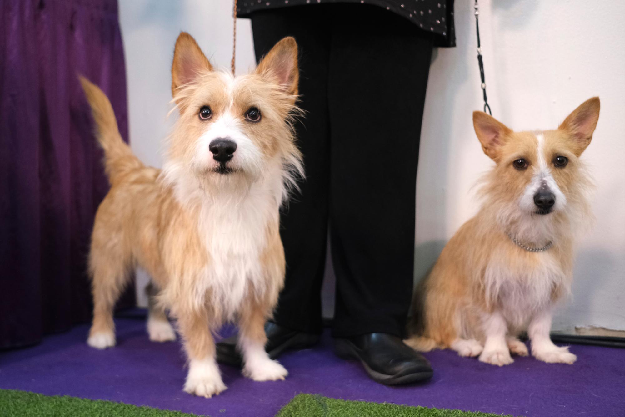 Sam, izquierda, y Sofía, ambas portuguesas Podengo Pequenos, se preparan para competir en la 144a exposición canina de Westminster Kennel Club, el domingo 9 de febrero de 2020 en Nueva York. 