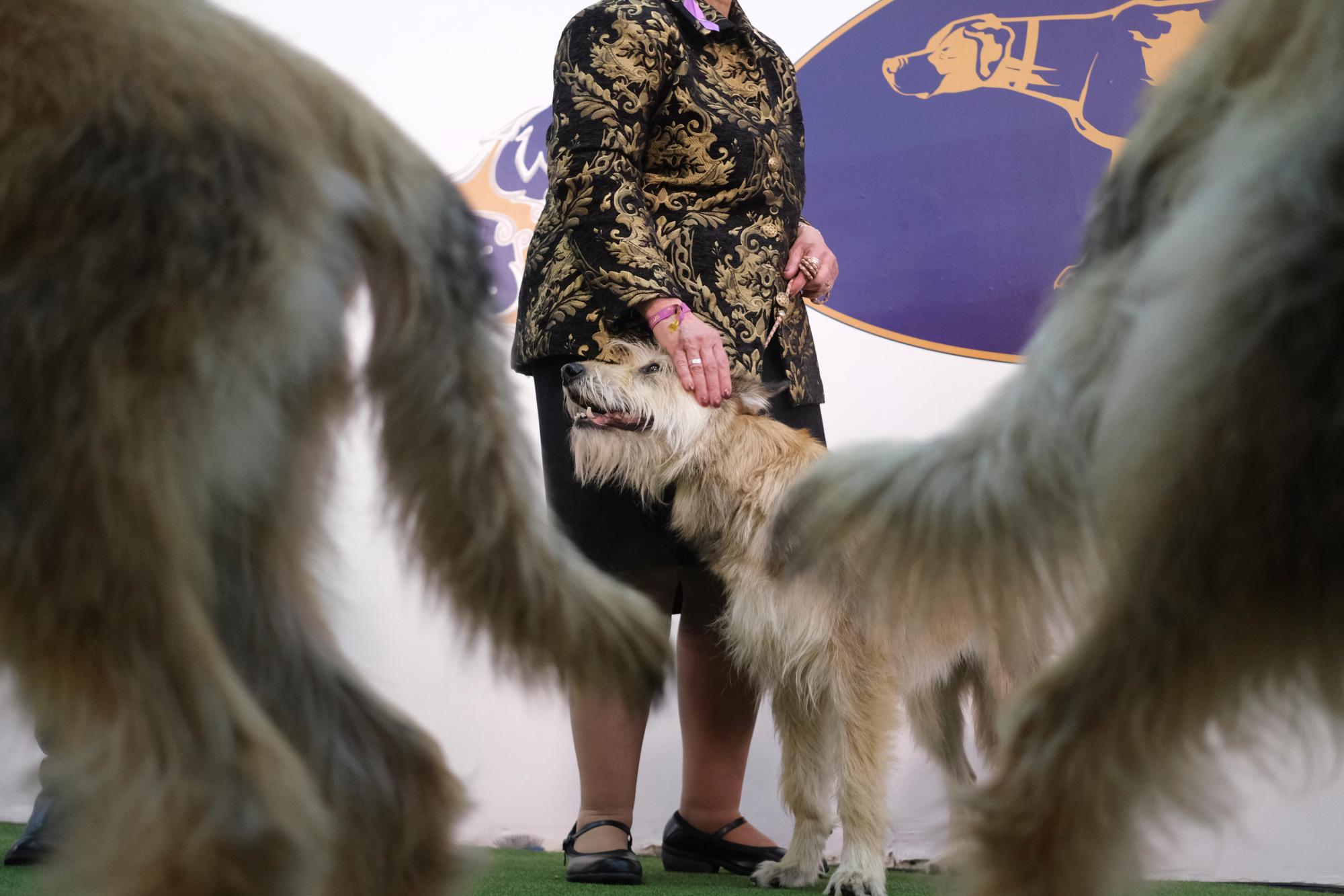 Un Berger Picard llamado Nonet Rose, centro, se prepara para competir durante la 144a exposición canina de Westminster Kennel Club, el domingo 9 de febrero de 2020 en Nueva York. 
