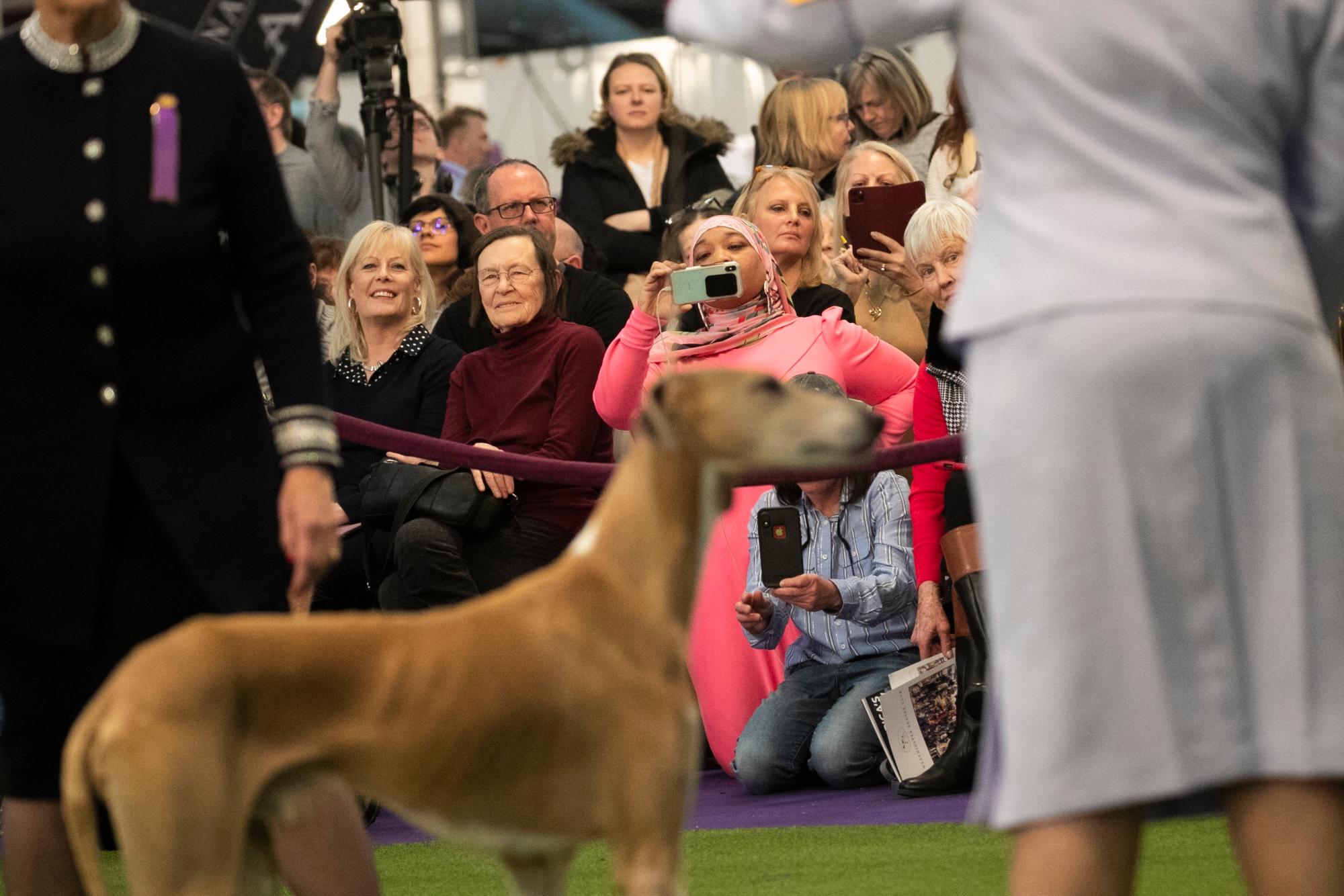 El oficial de policía retirado de Filadelfia, Aliya Taylor (en rosa), observa que la raza Azawakh compite en el Westminster Kennel Club Dog Show el domingo 9 de febrero de 2020 en Nueva York. 