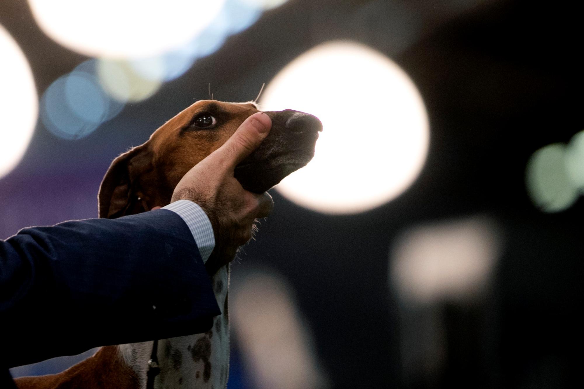 Azawakhs compite en el Westminster Kennel Club Dog Show el domingo 9 de febrero de 2020 en Nueva York. El Azawakh es una nueva raza para el espectáculo de Westminster este año. 