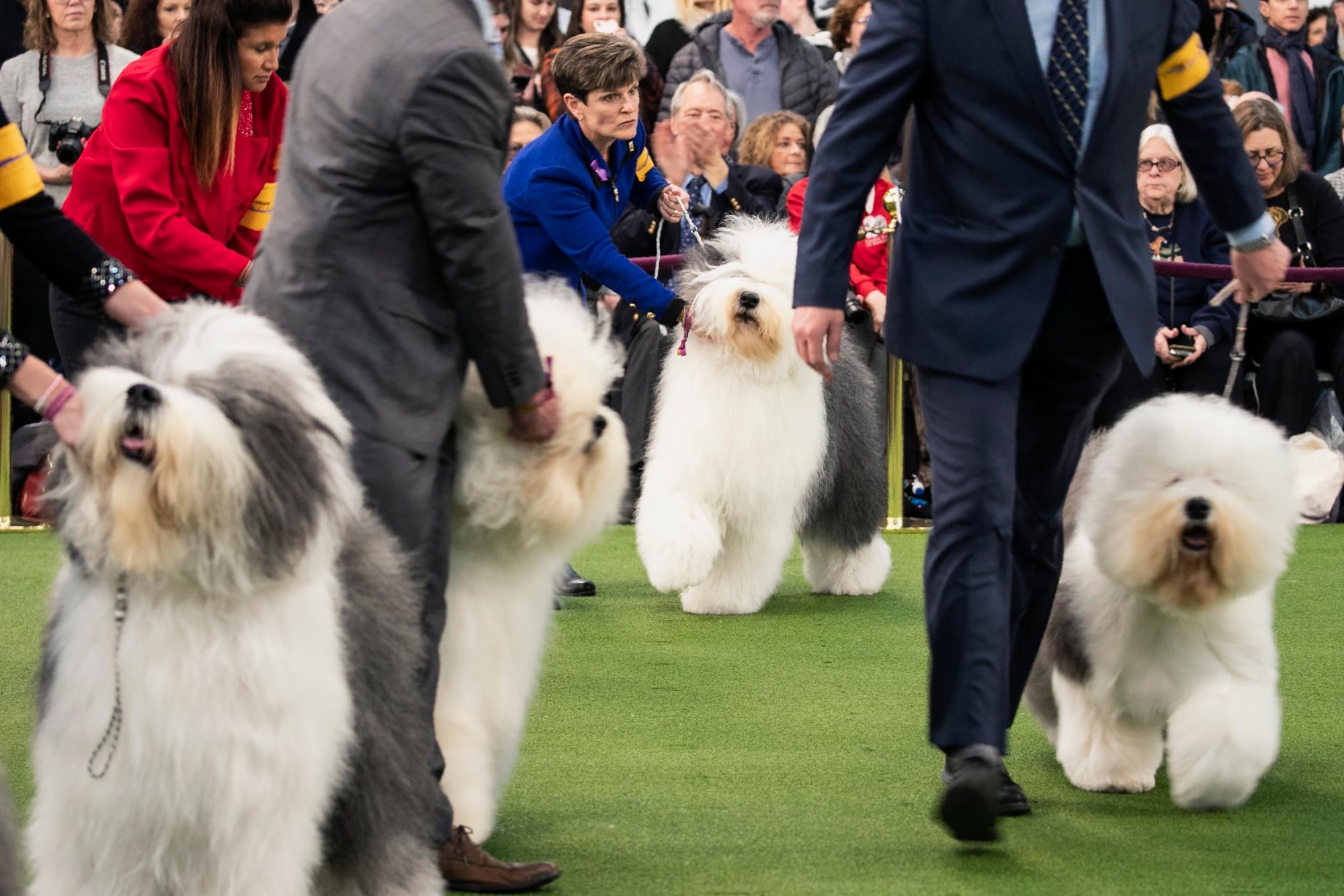 Los viejos perros pastores ingleses compiten en el Westminster Kennel Club Dog Show el domingo 9 de febrero de 2020 en Nueva York. 