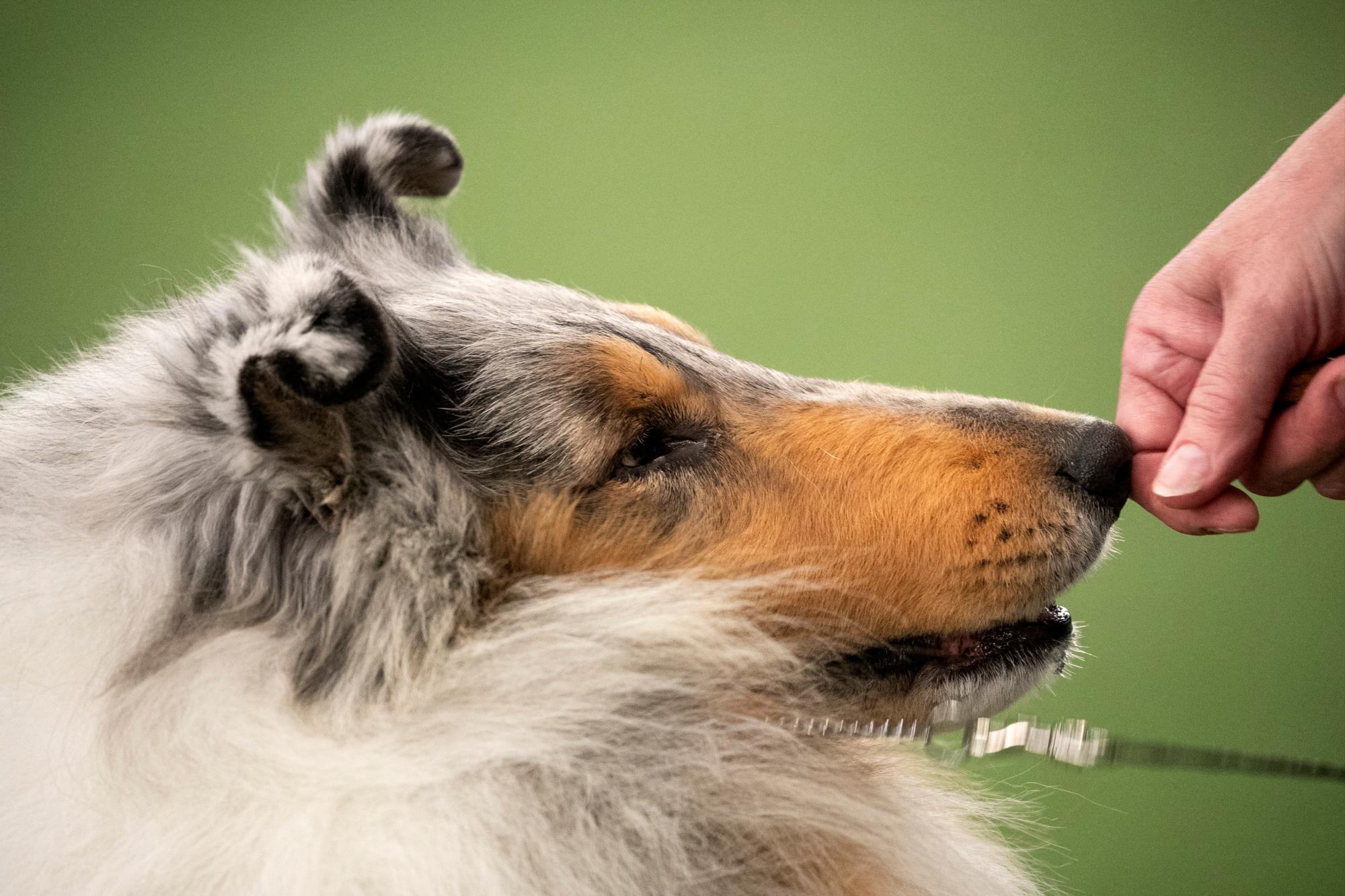 Un Rough Collie compite en el Westminster Kennel Club Dog Show el domingo 9 de febrero de 2020 en Nueva York. 