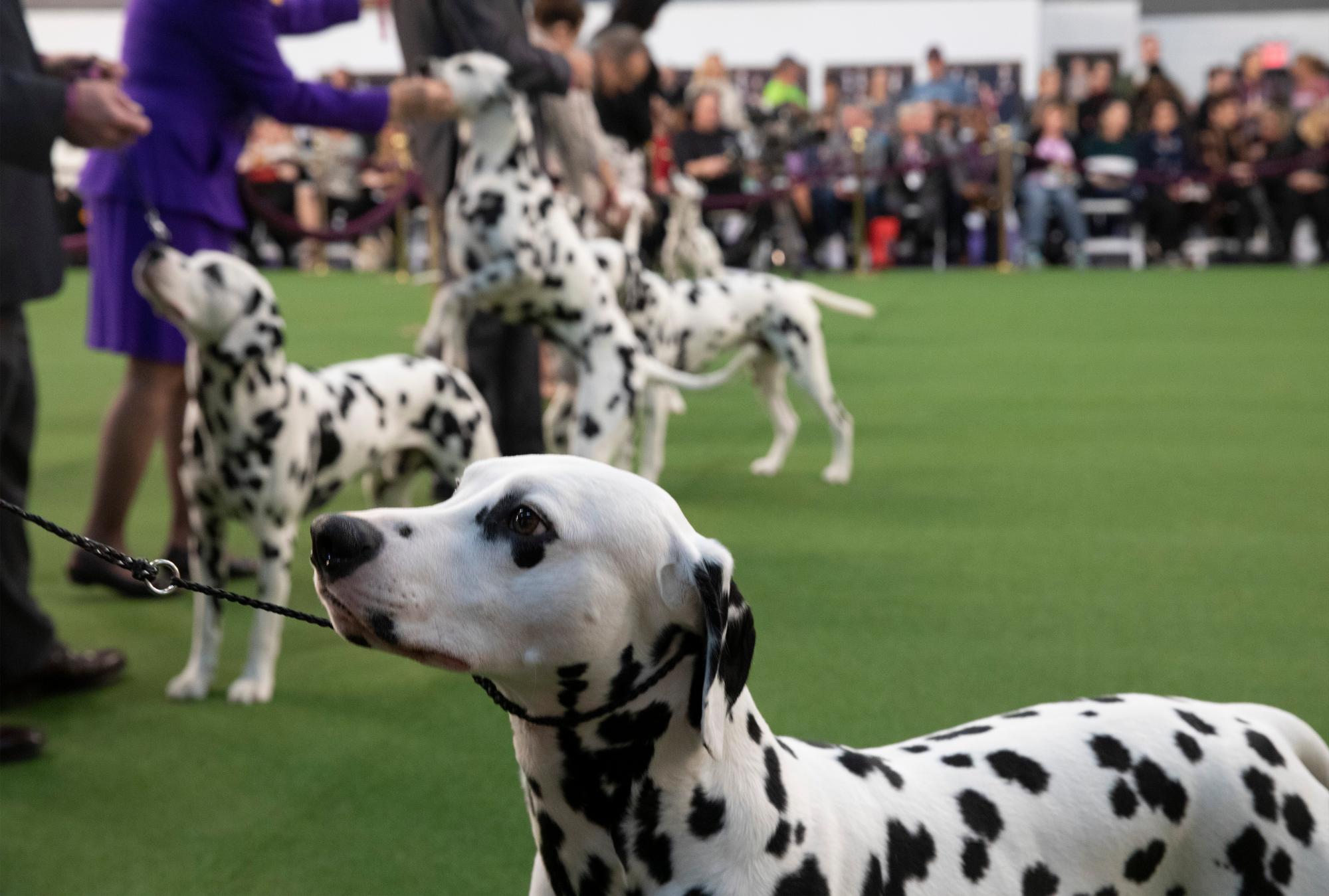 Los dálmatas compiten en la 144a exposición canina de Westminster Kennel Club, el lunes 10 de febrero de 2020, en Nueva York. 