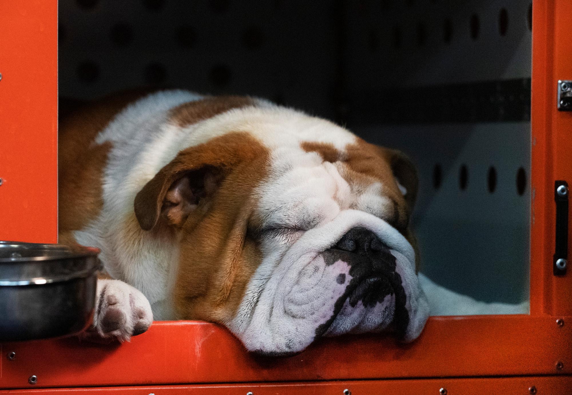 Thor, el bulldog, duerme siestas antes de la competencia en la 144a exposición canina Westminster Kennel Club, el lunes 10 de febrero de 2020 en Nueva York. Thor ganó recientemente la exposición canina nacional del Kennel Club of Philadelphia en noviembre de 2019. 