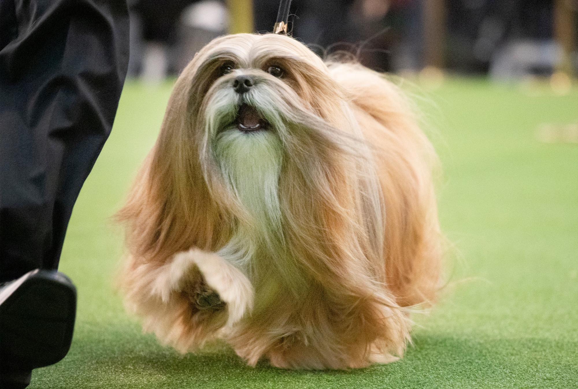 Un Lhasa Apso compite durante la 144a exposición canina de Westminster Kennel Club, el lunes 10 de febrero de 2020, en Nueva York. 