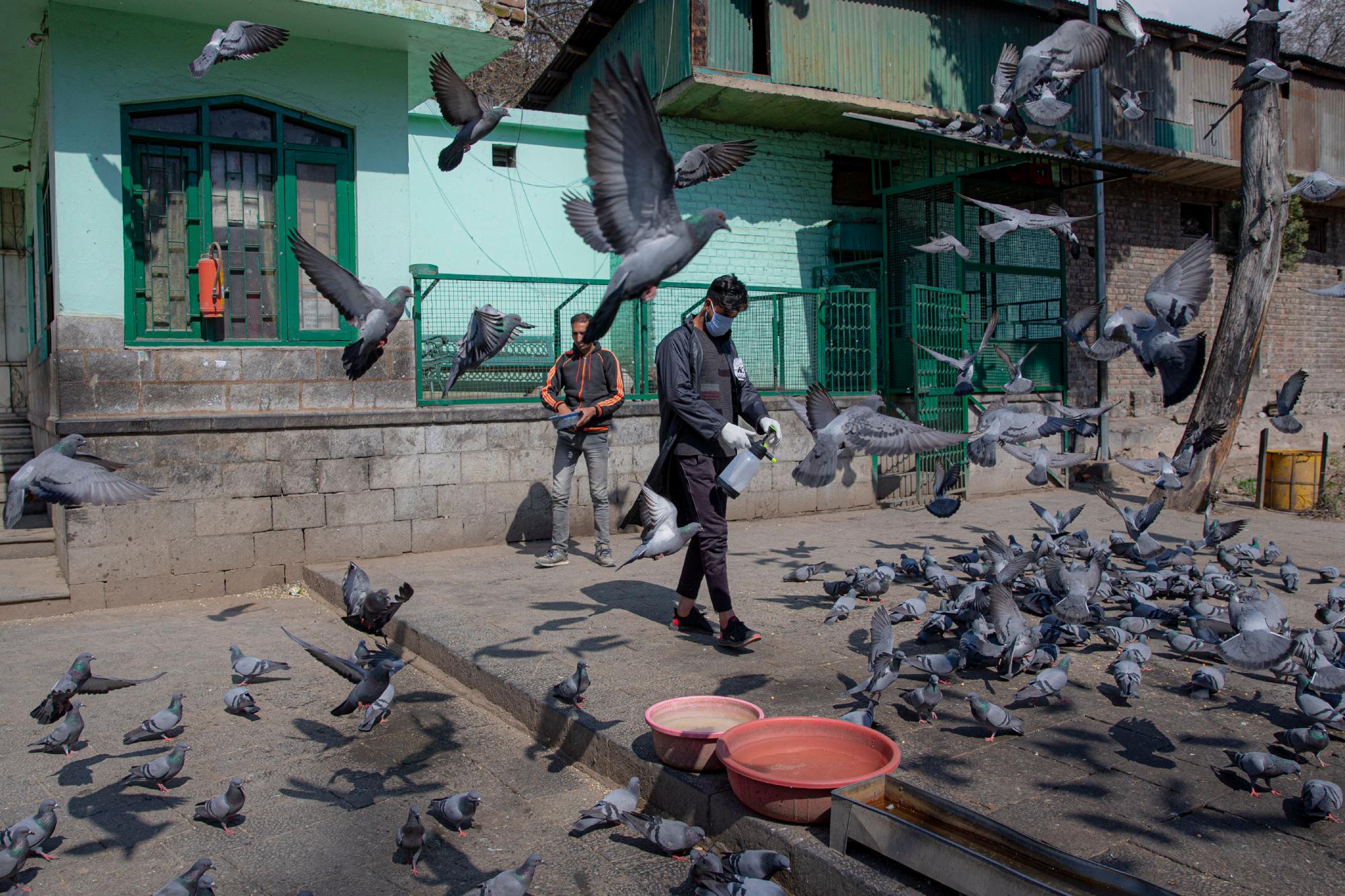 Los voluntarios de Cachemira rocían desinfectantes en un área fuera de un santuario donde se alimentan palomas como medida de precaución contra COVID-19 en Srinagar, Cachemira controlada por la India, el miércoles 18 de marzo de 2020. Para la mayoría de las personas, el nuevo coronavirus causa solo síntomas leves o moderados. Para algunos puede causar una enfermedad más grave.