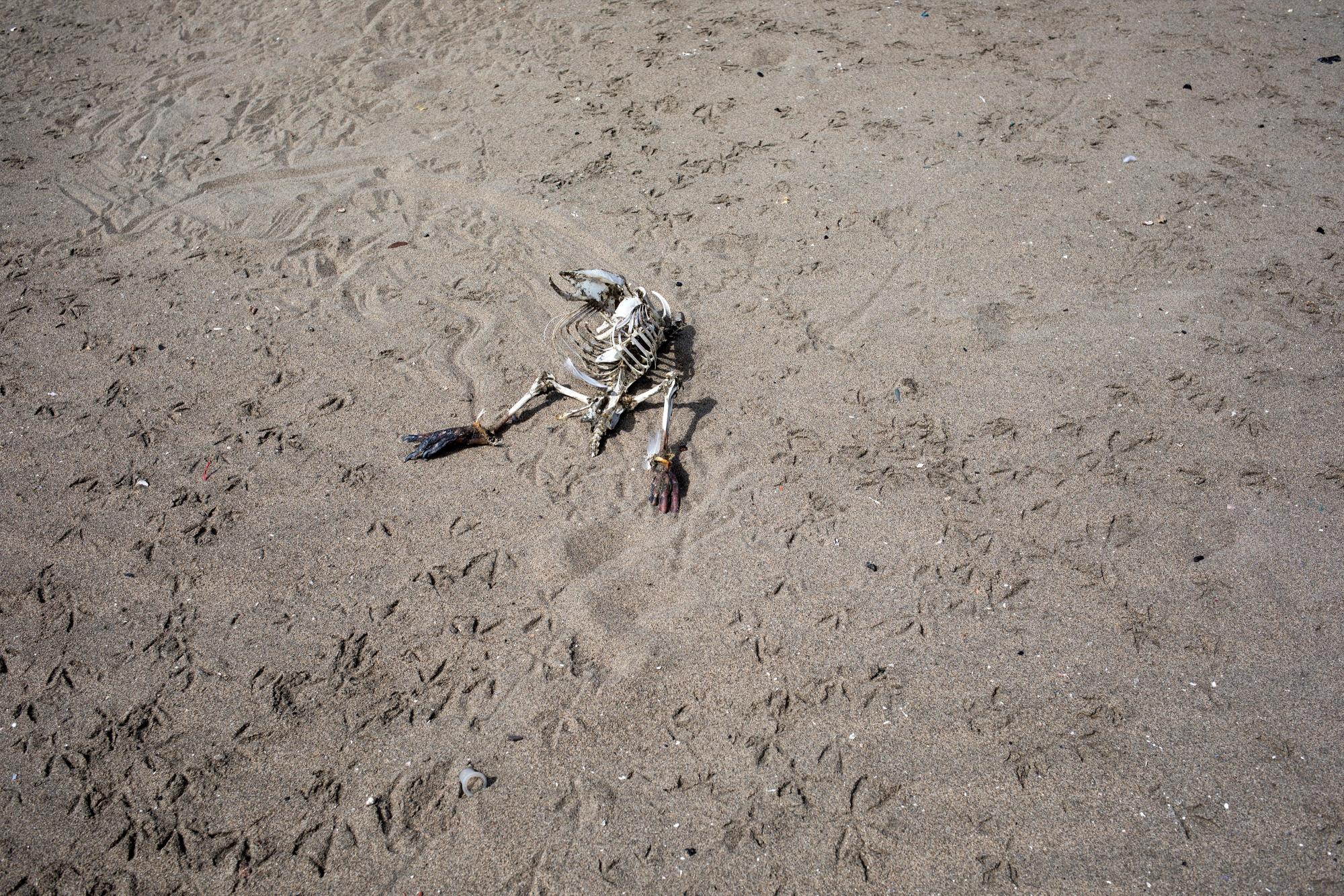 En esta imagen, tomada el 24 de marzo de 2020, el esqueleto de un pájaro, rodeado de pisadas de aves, en la orilla de la playa de Agua Dulce, en Lima, Perú. Diez días después de la declaración del estado de emergencia en Perú para frenar la propagación del coronavirus, las normalmente atestadas playas de Lima han sido tomadas por gaviotas y pelícanos. (AP Foto/Rodrigo Abd)