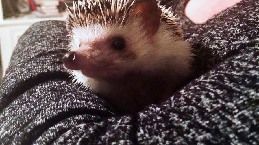 Cats, dogs, Quillie the hedgehog source of comfort in crisis