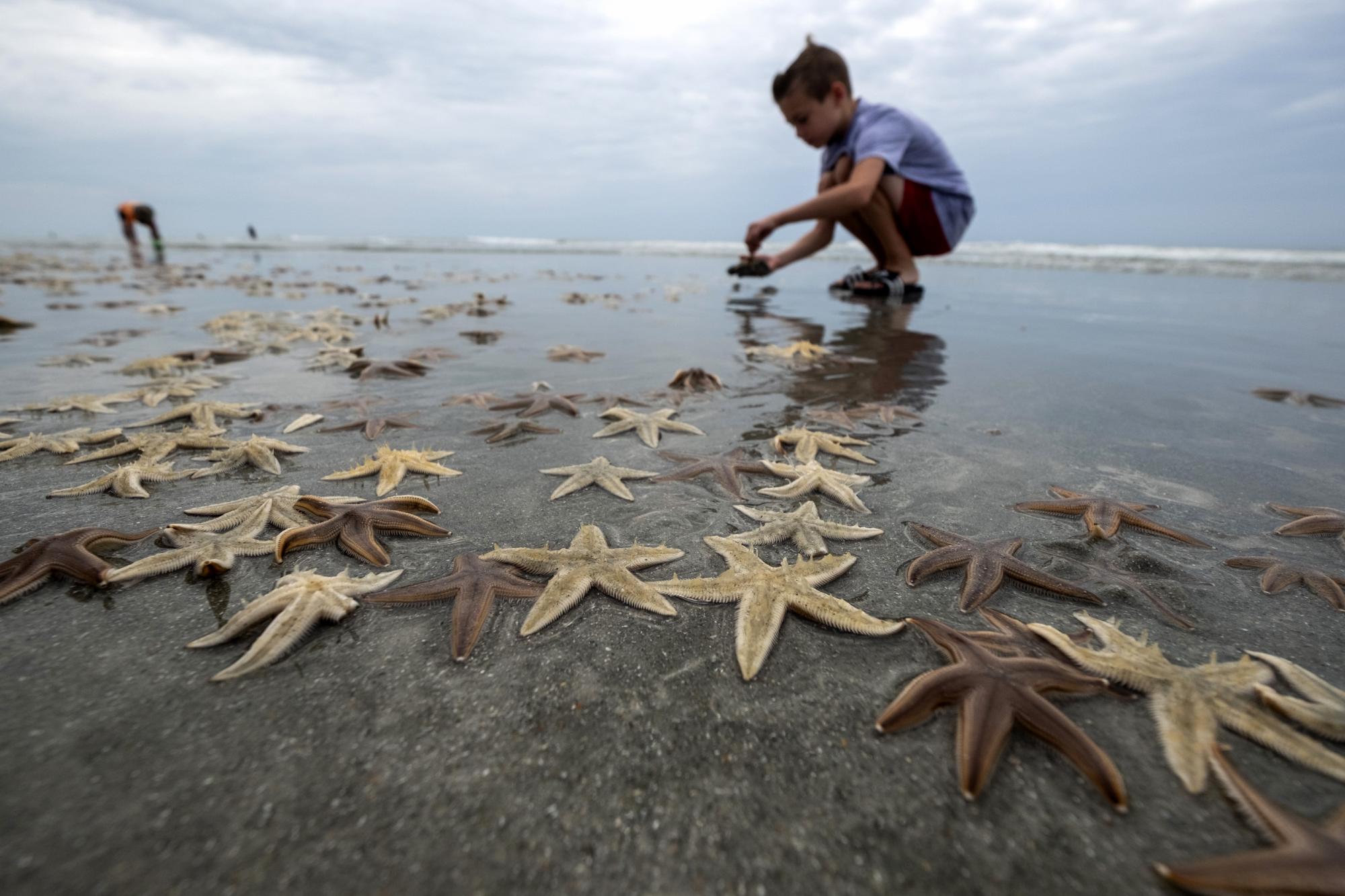 Briggs Holtry, de 9 años, levanta una estrella de mar y luego la regresa al agua de la playa de Garden City, en Carolina del Sur. (Jason Lee/The Sun News via AP)