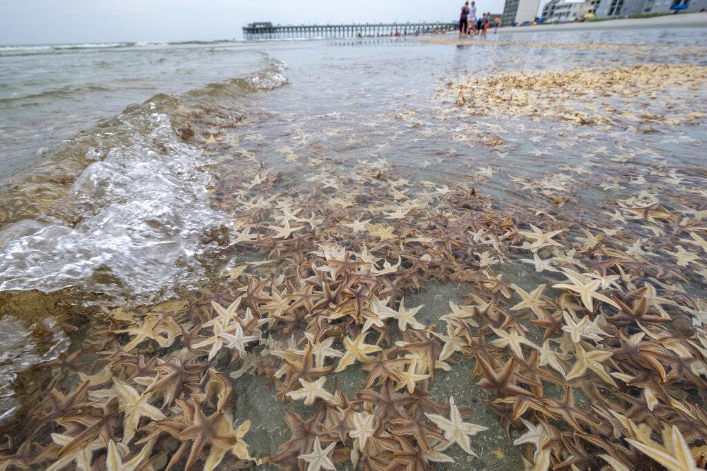 Miles de equinodermos quedaron expuestas en la playa de Garden City producto de la marea baja. (Jason Lee/The Sun News via AP)