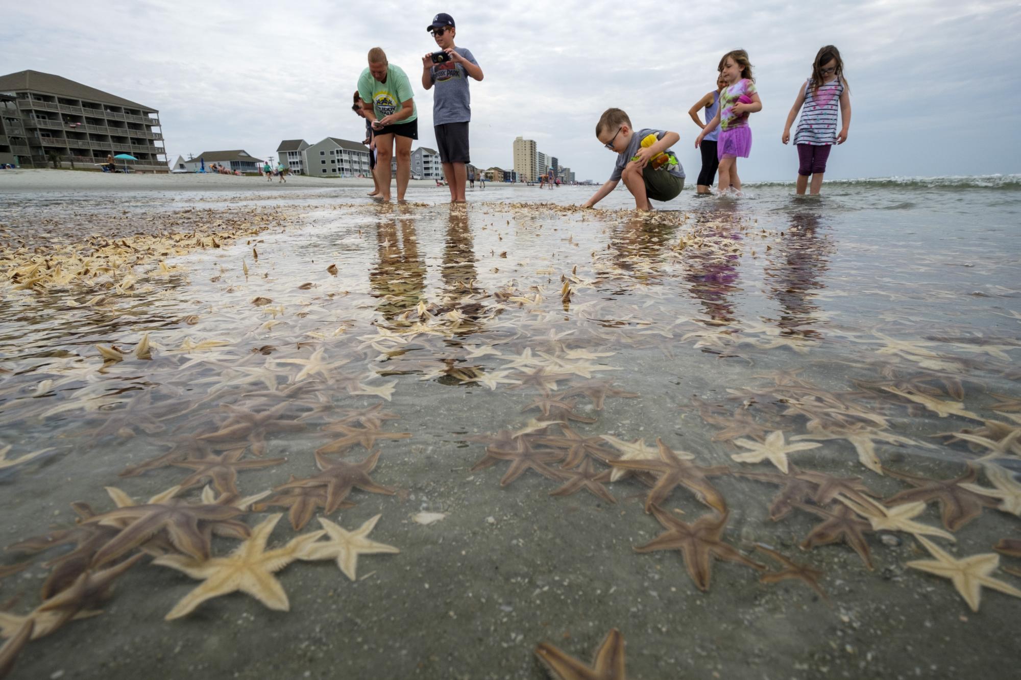 Miles de estrellas marinas atraen la atención de varios niños en la playa de Garden City (Jason Lee/The Sun News via AP)