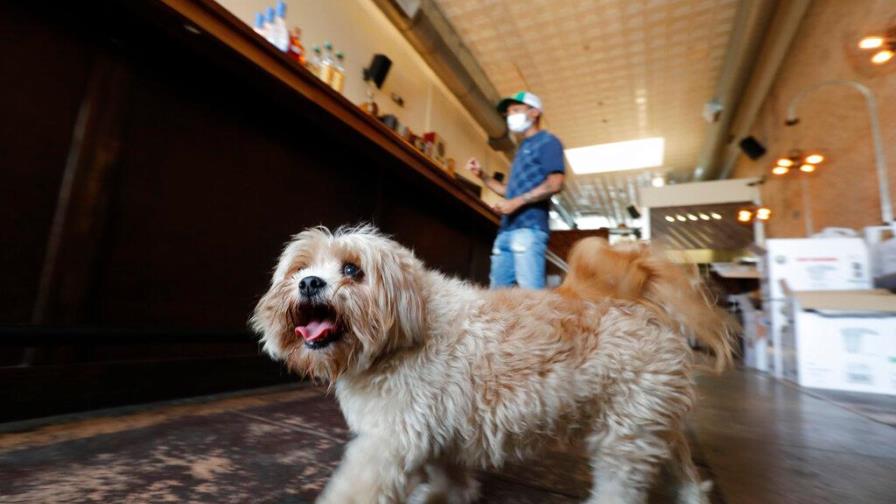 EEUU: Detectan en perro virus que causa COVID-19