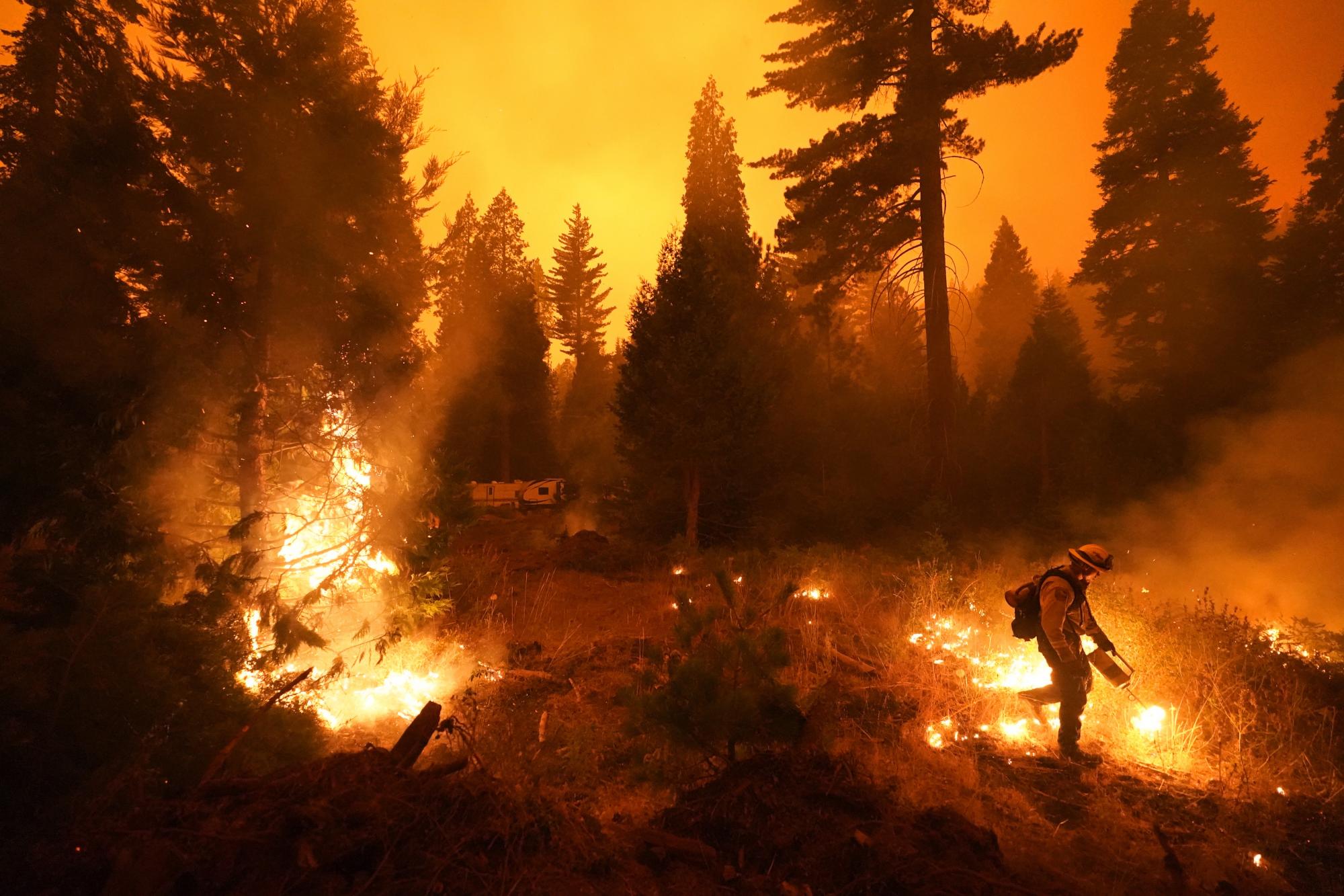Ricardo Gomez, perteneciente al cuerpo de bomberos de San Benito Montery,  enciende una zona de fuego controlado para evitar el avance del incendio forestal  en Shaver Lake, California. (AP Photo/Marcio Jose Sanchez)
