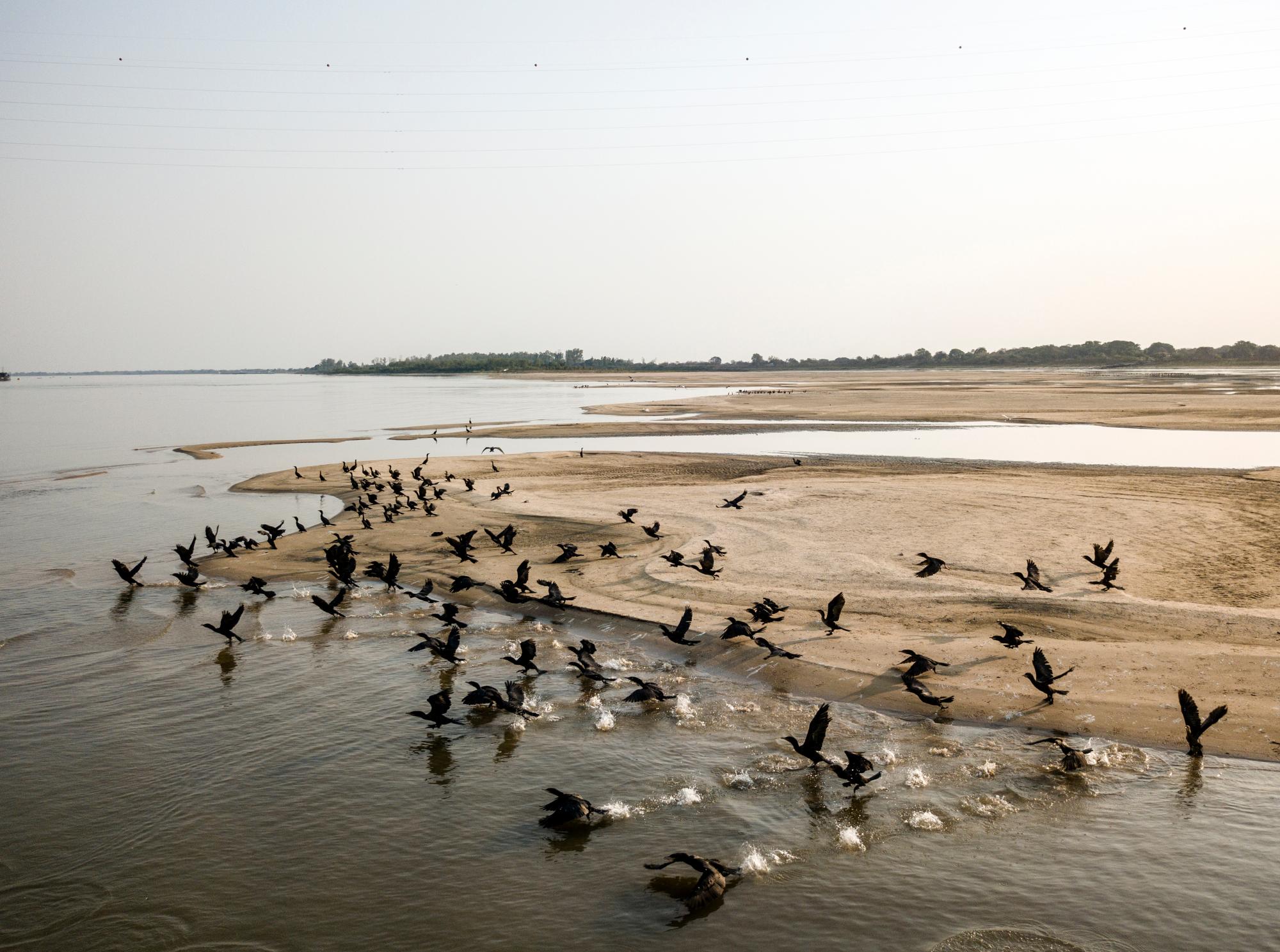 Las aves se reúnen en los bancos de arena que fueron desenterrados por el nivel históricamente bajo del Río Paraguay en Asunción, Paraguay, el martes 6 de octubre de 2020. 