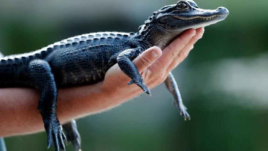 Rechazan plan federal de senderos en reserva de los Everglades en Florida