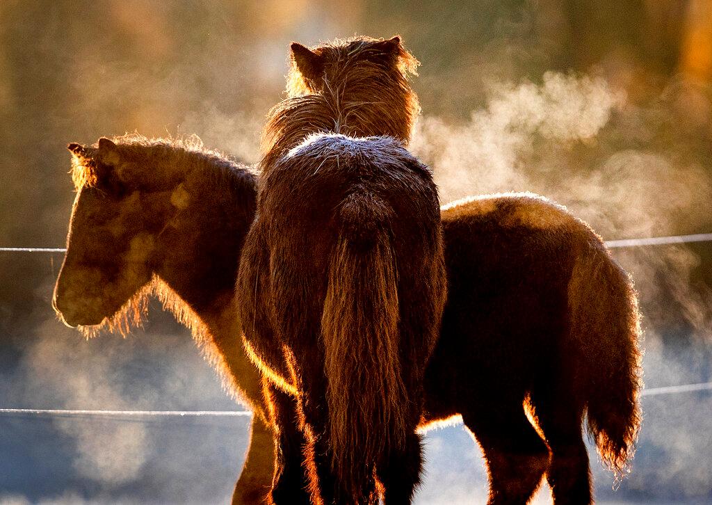 El vapor se eleva de caballos islandeses en una ganadería en Wehrheim, cerca de Frankfurt, Alemania, mientras el sol sale el viernes por la mañana.