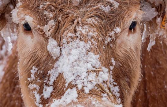 Tormenta Filomena: las imágenes de la excepcional nevada que cubrió a España