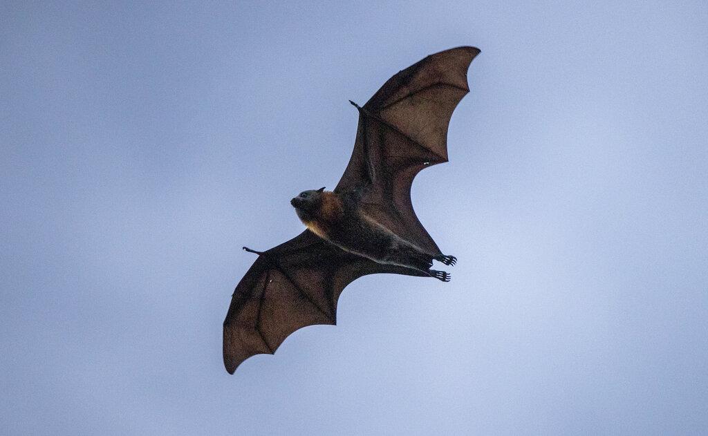 Un enorme murciélago es captado mientras vuela por el cielo de Sidney, en Australia (AP Photo/Mark Baker)