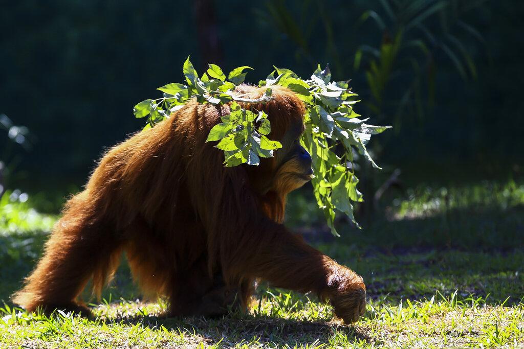 Un orangutan llamado Elze camina en el Bio Parque de Río de Janeiro, una instalación que fue renovada durante la pandemia para convertir un zoológico tradicional en una instalación que respeta la biodiversidad.  (AP Photo/Bruna Prado)