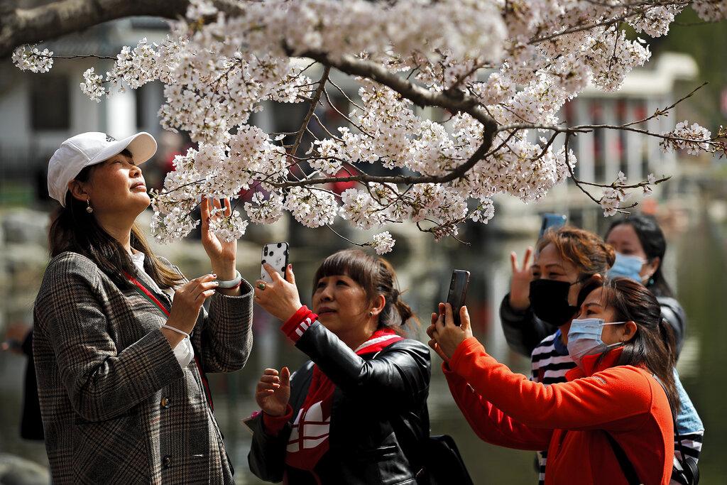 Visitantes utilizan sus celulares para retratarse junto a los cerezos en el  Yuyuantan Park en el marco del festival primaveral de Beijing. (AP Photo/Andy Wong)