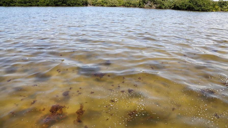 Analizan aguas de importante bahía de Florida cercana a embalse contaminado