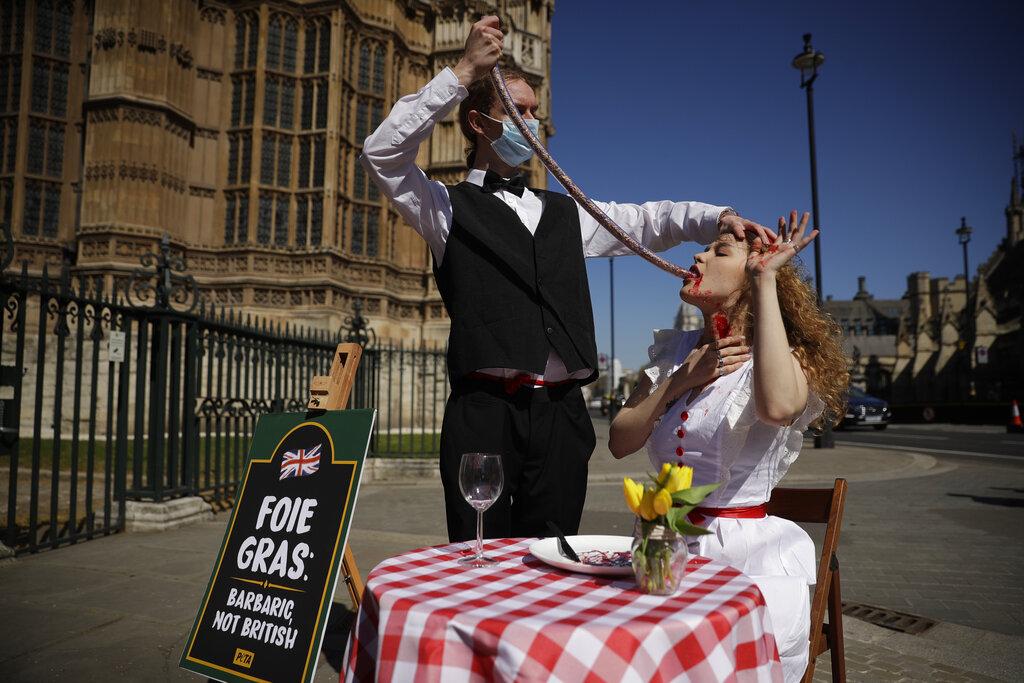 Activistas de PETA protestaron frente al Parlamento Británico por el maltrato que sufren los gansos para producir el apetecible y popular Foie Gras. Las aves reciben alimentos y medicamentos para forzar el crecimiento de sus hígados hasta 10 veces su tamaño normal, para prepararlos para el consumo humano. (AP Photo/Matt Dunham)