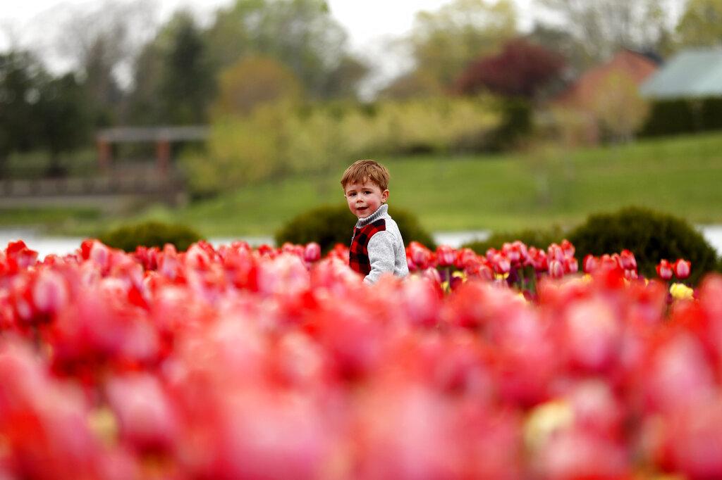 Un niño camina en un jardín de tulipanes en el Jardín Botánico de Chicago. (AP Photo/Shafkat Anowar)