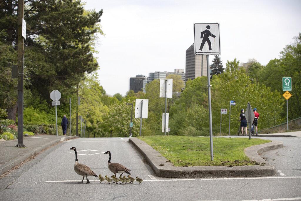 Una familia de gansos cruza la calle en False Creek, Vancouver, British Columbia. (Darryl Dyck/The Canadian Press via AP)