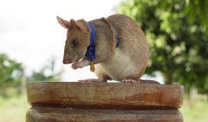 Se jubila rata de Gambia tras cinco años olfateando minas en Camboya