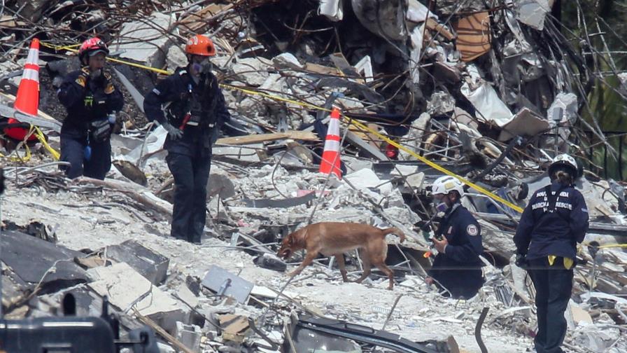 Miami: Hallan vivo a gato que estaba en edificio derrumbado