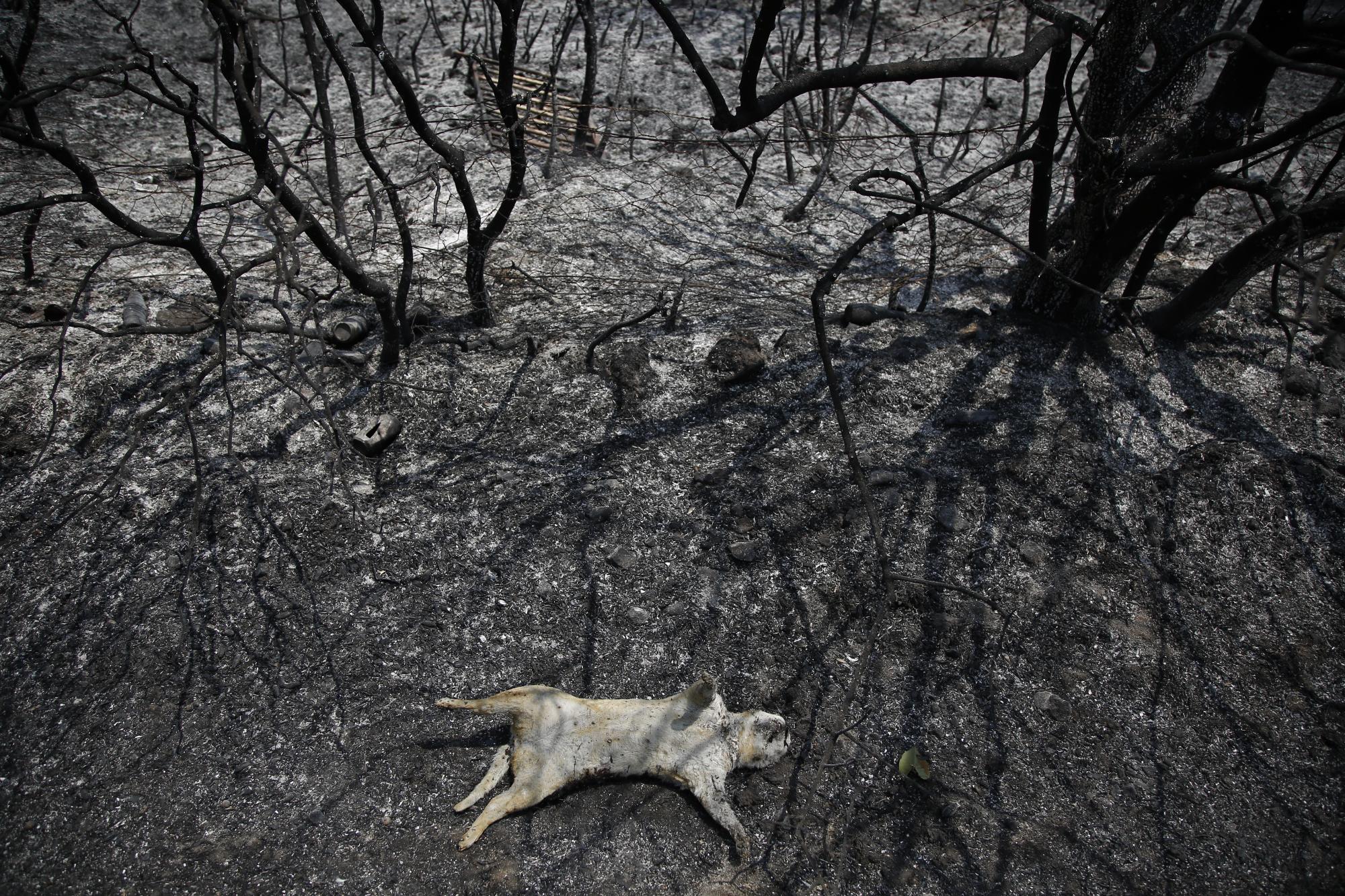 Un animal yace muerto después de un incendio forestal en el área de Varibobi, en el norte de Atenas, el jueves 5 de agosto de 2021. (Foto AP / Lefteris Pitarakis)