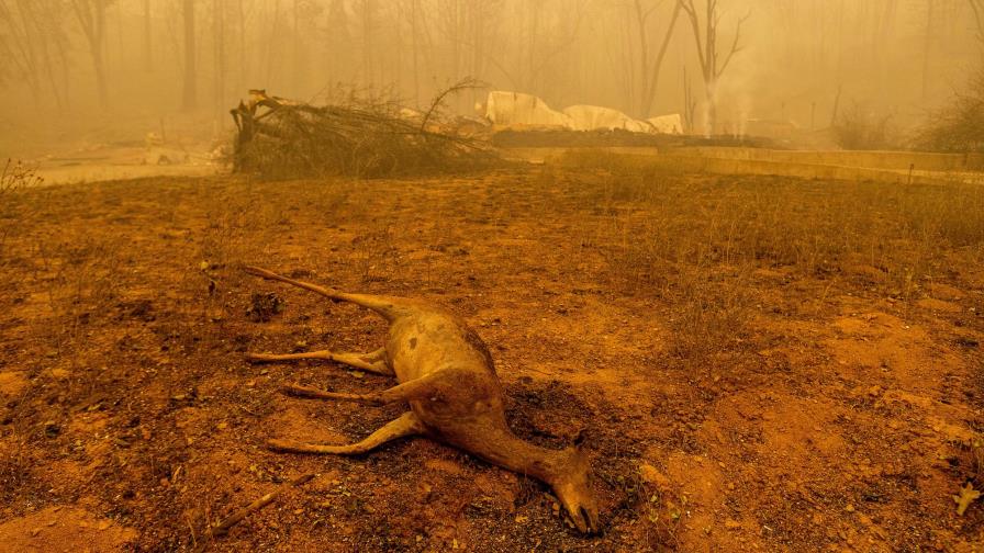 Incendio de California es el segundo peor de la historia del estado