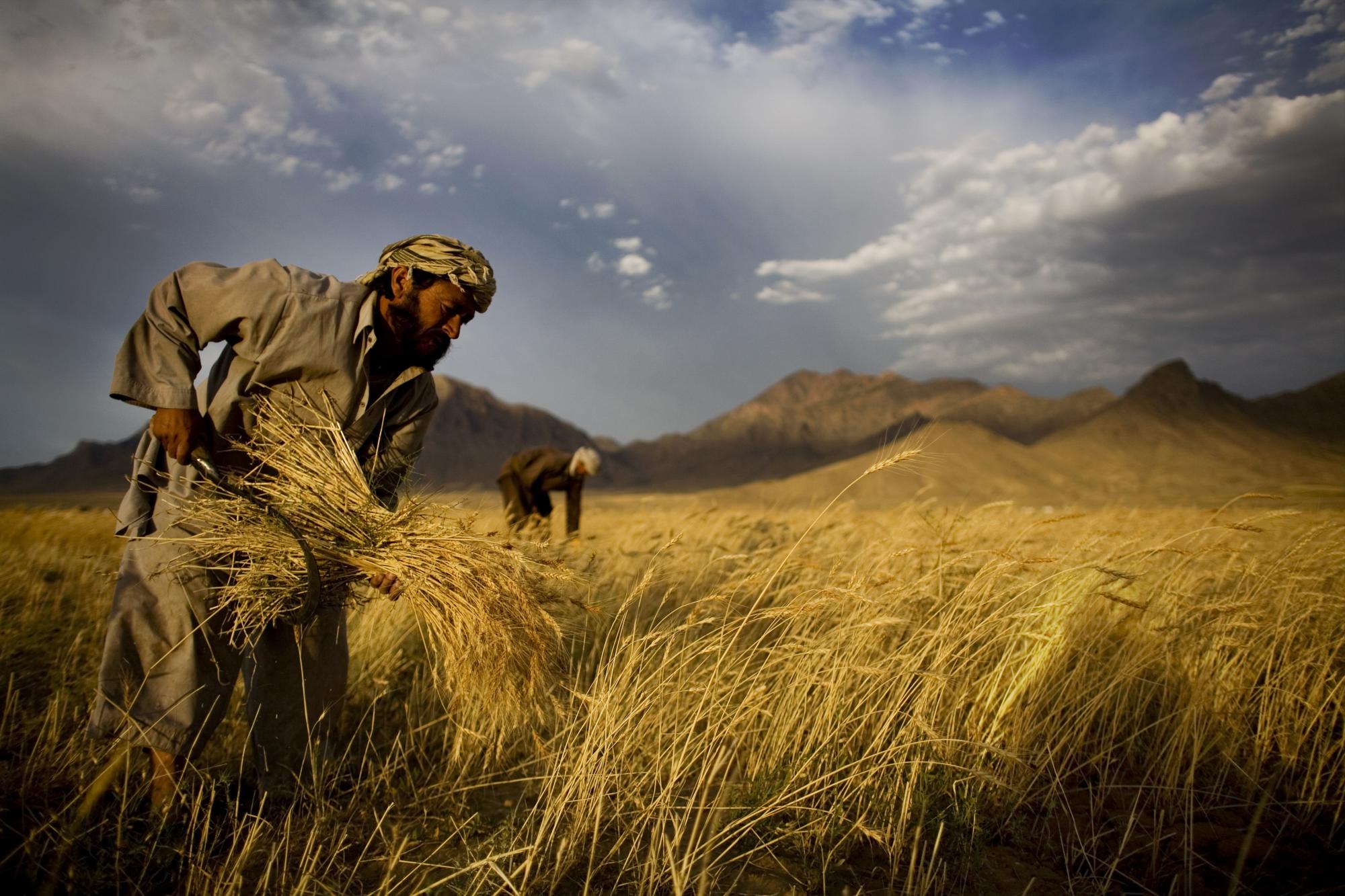 Agricultores afganos cosechan trigo en las afueras de Kabul, Afganistán, 24 de junio de 2010. (AP Photo / Dusan Vranic)