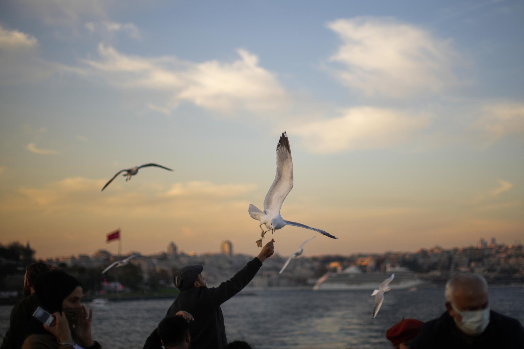 La gente alimenta a las gaviotas mientras viaja en un ferry que cruza el Bósforo en Estambul, Turquía, el sábado 13 de noviembre de 2021. (Foto AP / Francisco Seco)