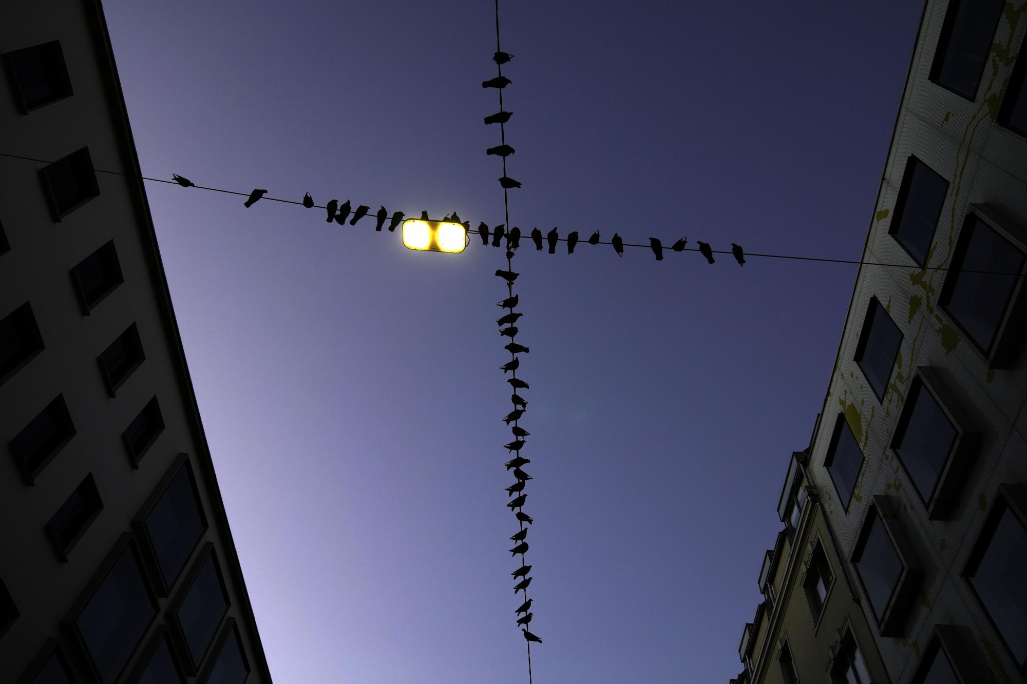 Las palomas se sientan en cables eléctricos temprano en la mañana en Innsbruck, Austria, el sábado 20 de noviembre de 2021. (AP Photo / Matthias Schrader)