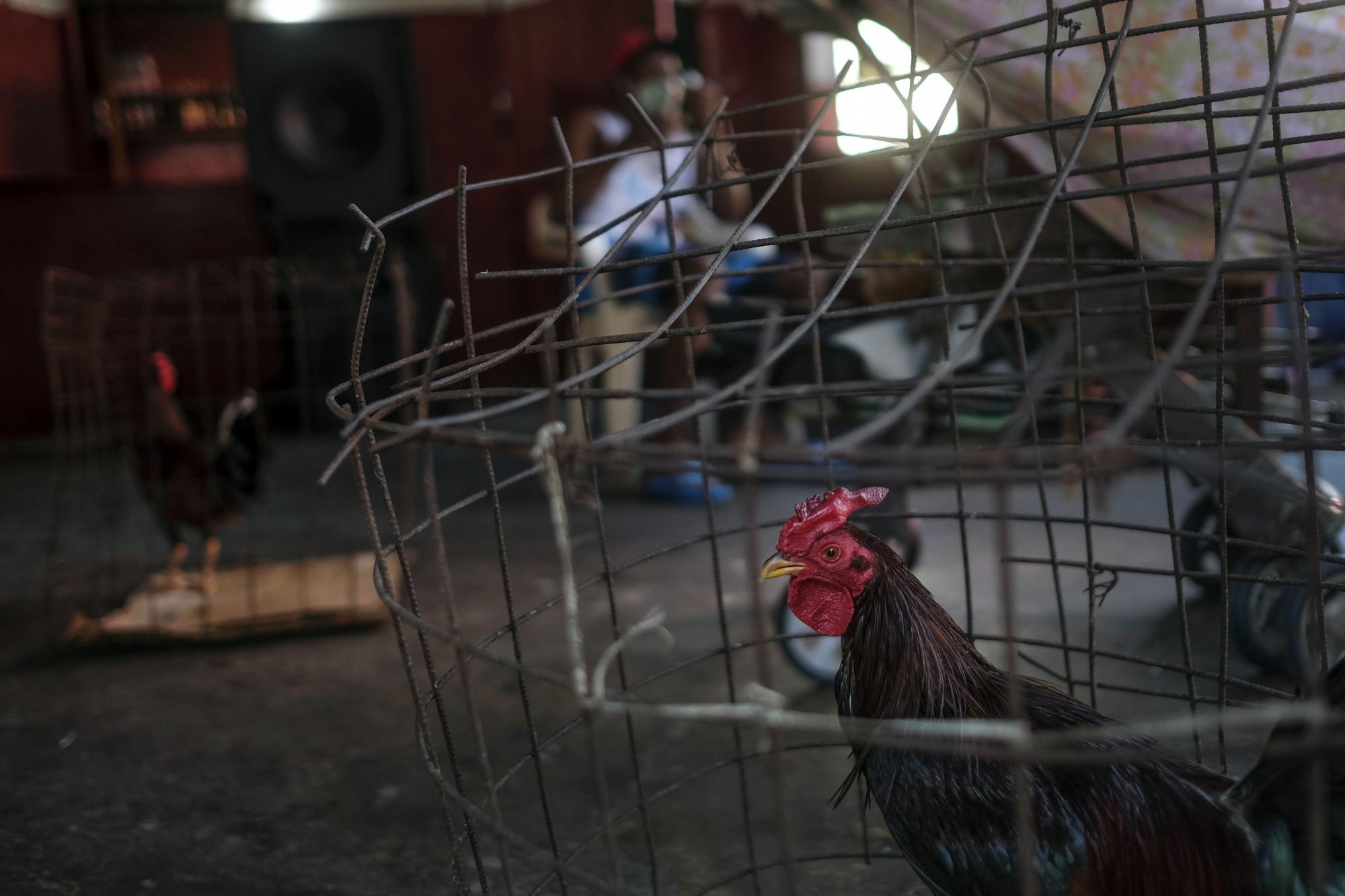 Un gallo de pelea se encuentra dentro de una jaula en una tienda de pollos en el área de Santo Domingo conocida como Pequeño Haití en la República Dominicana, el domingo 21 de noviembre de 2021. (Foto AP / Matias Delacroix)