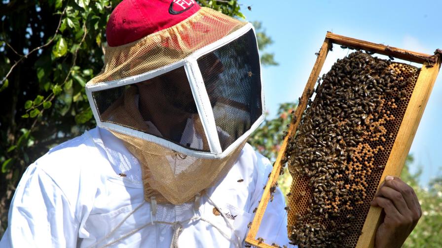 Apicultores  de la Línea al borde de la quiebra