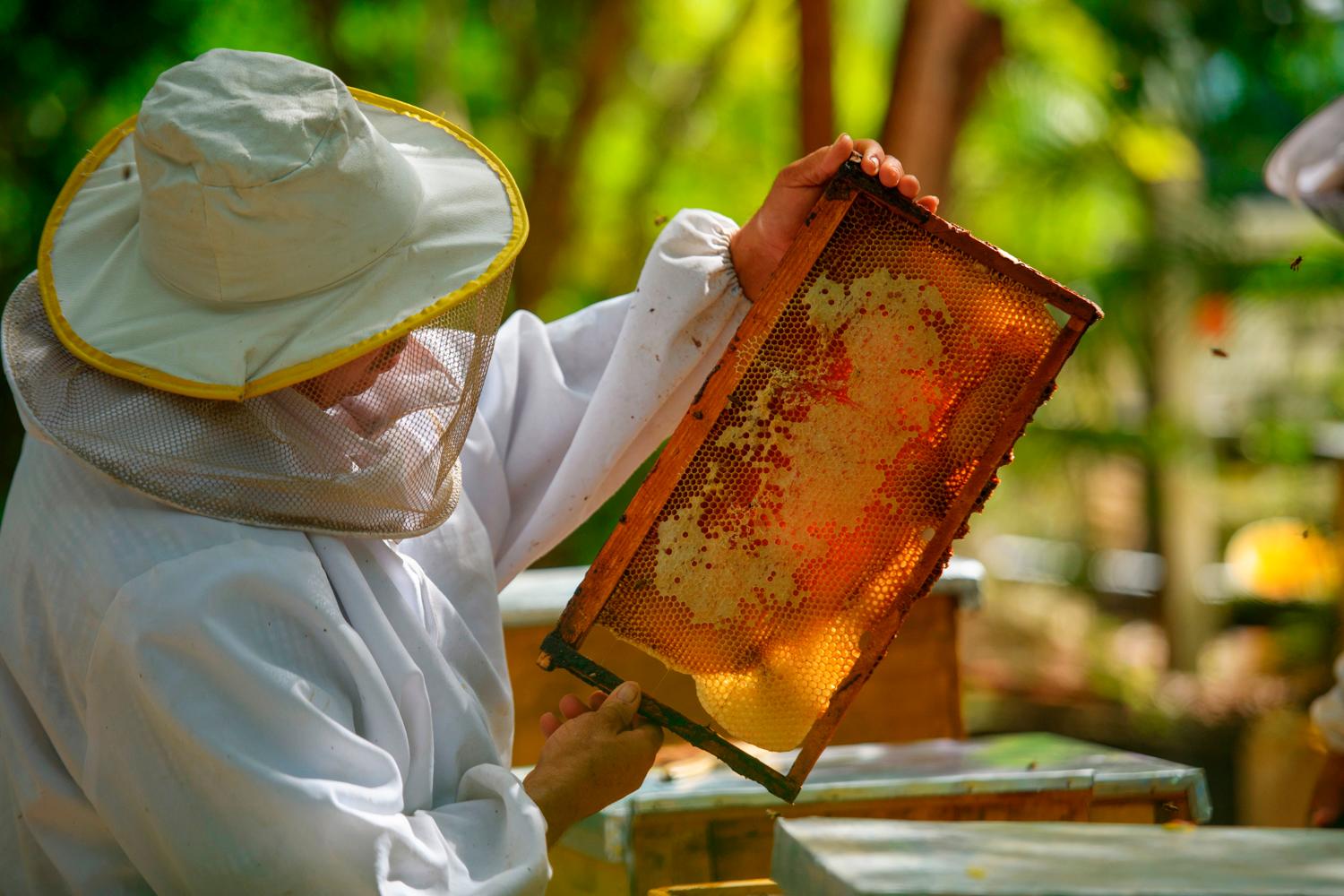 Pedro Julio del Castillo es el apicultor de la Fundación Grupo PuntaCana.