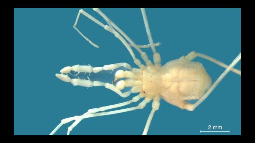 Descubren en Argentina una araña cavernícola