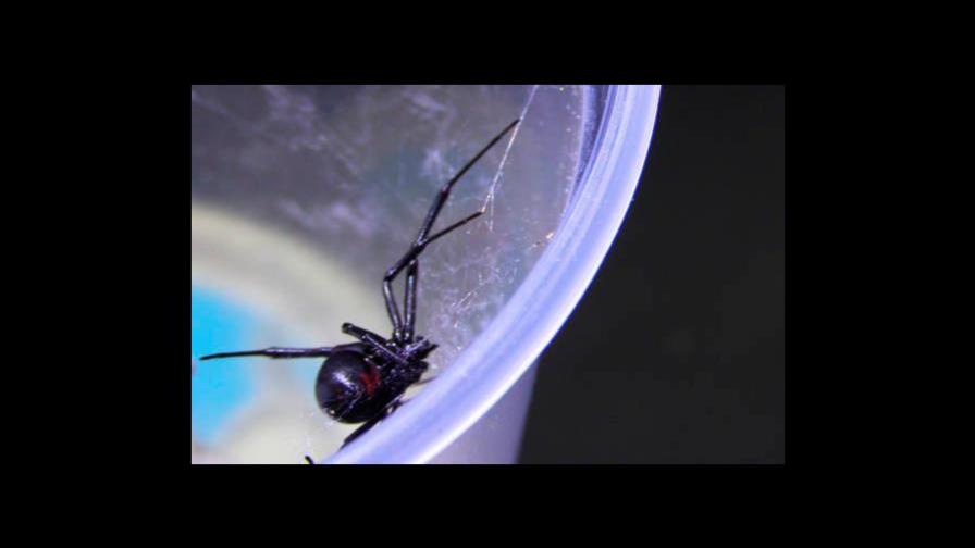 Truco casero y 100% efectivo para ahuyentar las arañas