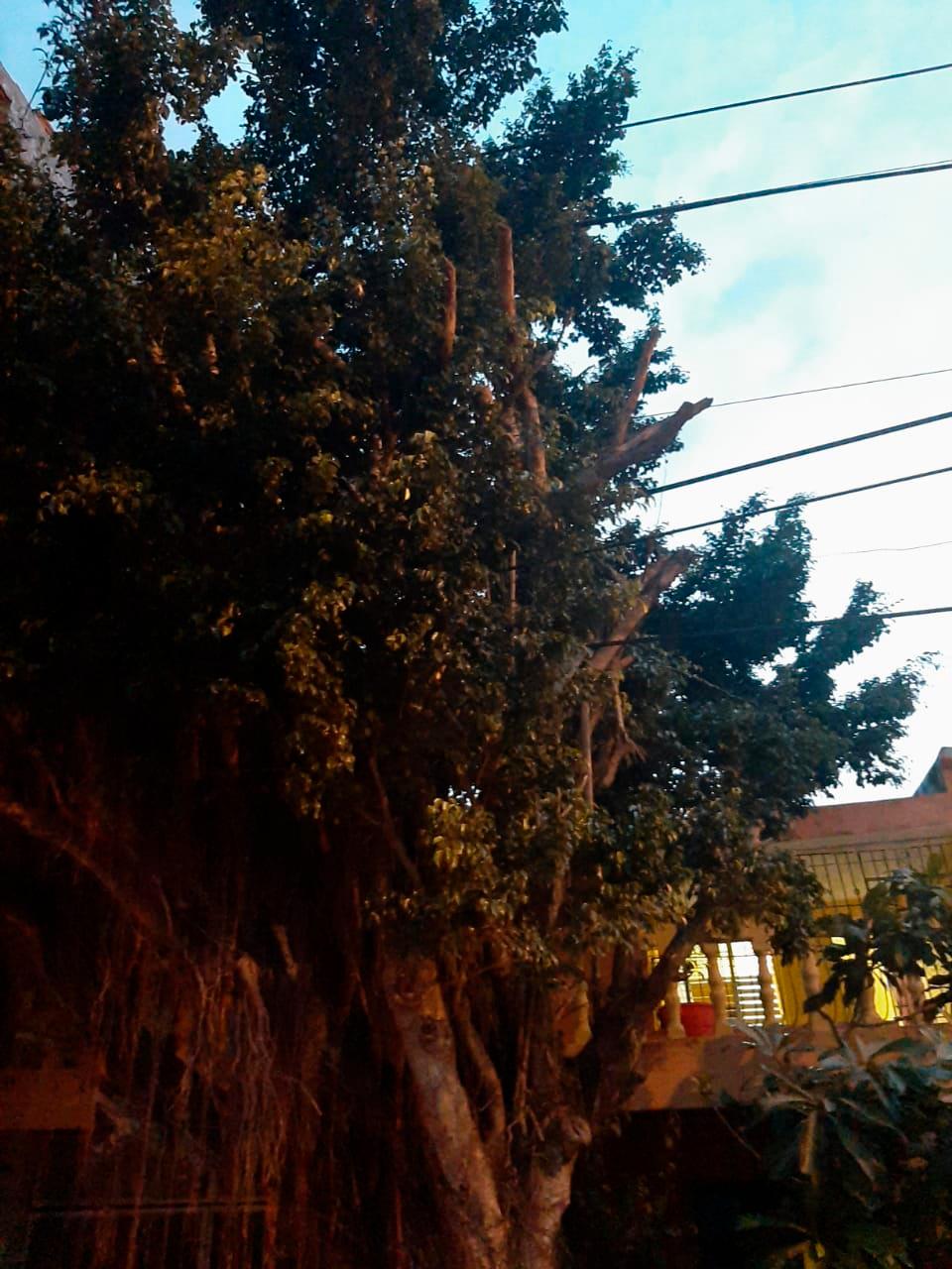 La copa del árbol sobresale del tendido eléctrico.