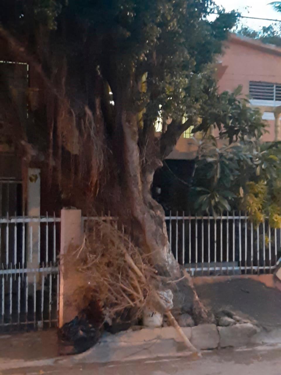 Parte de las raíces del árbol se desprendieron por las lluvias y los vientos de las tormentas que afectaron recientemente al país.