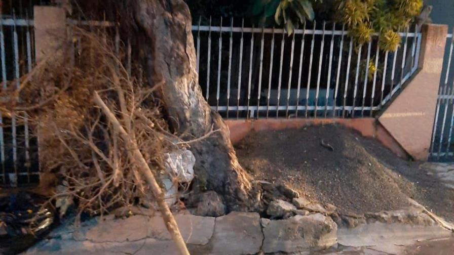 Piden a Medio Ambiente autorizar corte de árbol en Los Frailes 